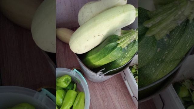 Урожай с маленького участка))) смотреть онлайн