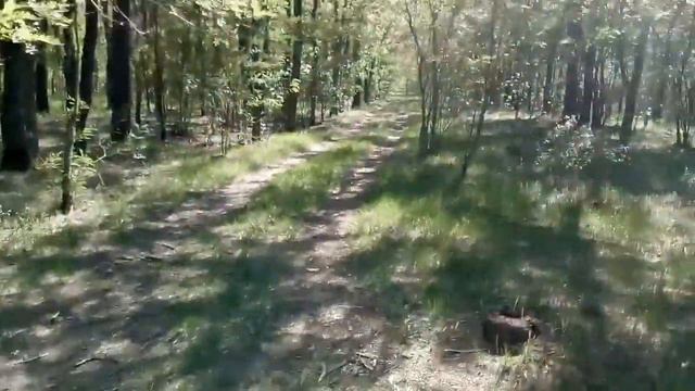 Лес и где можно отдохнуть смотреть онлайн