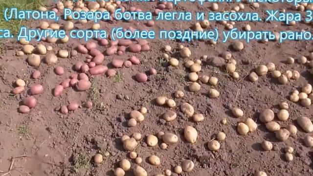 Лентяй выращивает картофель
