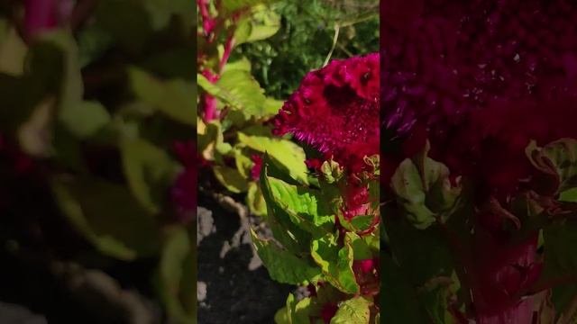Целозия гребенчатая - тореадор. (Celosia cristata).?
