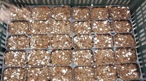 Как сохранить любимые петунии и калибрахоа в зиму?? Показываю как я это делаю?