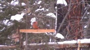 ЛОВЛЯ ПОЯСИКОВ, ЩУРОВ НА ТАЙНИК. 5.06.19.