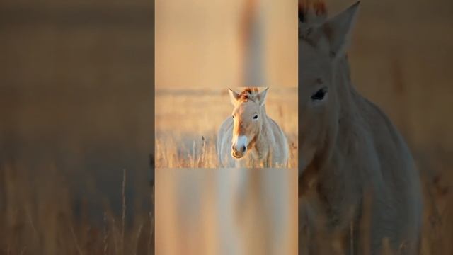 Одни из самых первых животных, прирученных человеком. Лошади.