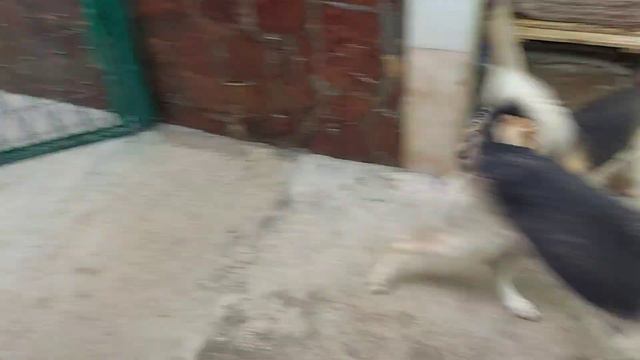 Дратхаара выбросили. Истощенный, голодный, зашуганный...#приютдлясобак  #приютдлябездомныхживотных