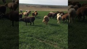 Баранина Живым весом и Мясом. Курдючные барашки и овцы. Продажа из РФ.