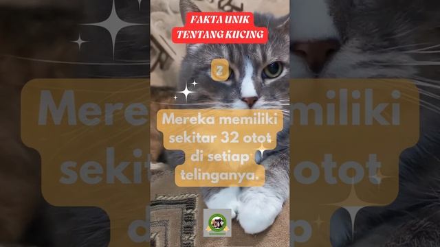 Kucing Memiliki 32 Otot Disetiap Telinganya #AnatomiKucing #OtotTelingaKucing #SensitivitasKucing