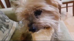 Собака есть мороженое! Милый йорк Мартин!