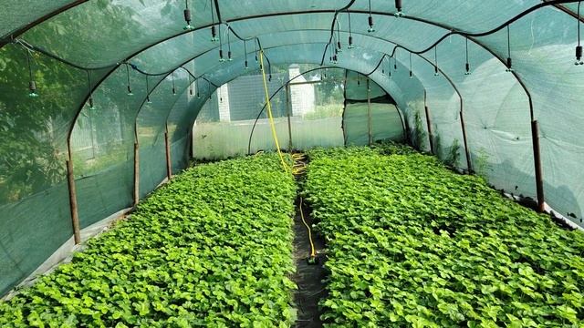 Обработки саженцев клубники в рассаднике.