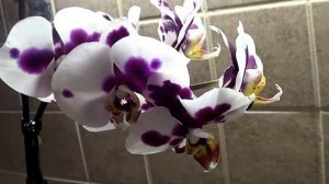 Орхидеи. Что произошло с моими орхидеями после полива чесночной водой.
