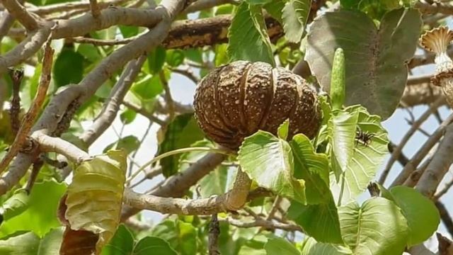 4 класс, доклад на тему Хура - дерево-динамит смотреть онлайн