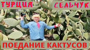 Турция, город Сельчук/ Как мы ели кактусы