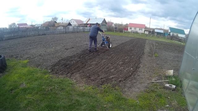 Борона для мотоблока. Испытание, результат потрясающий. смотреть онлайн