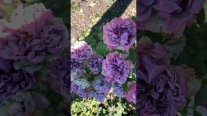 Удивительная роза!Сиреневый пепел,фантастический закрут от японских селекционеров