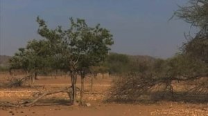 Seventy-one-year-old man killed by elephant in Bwabwata National Park - NBC