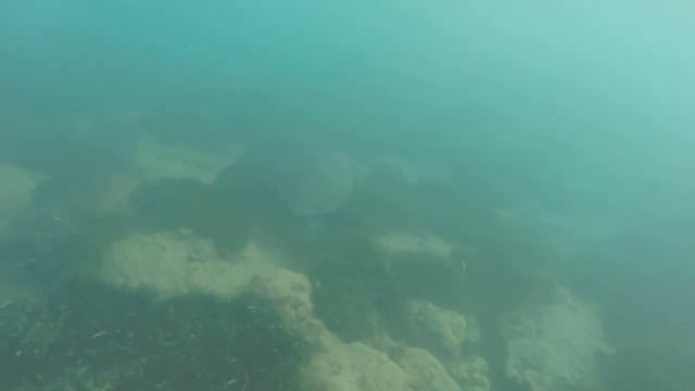 Морские черепахи Каретта-Каретта в Турции смотреть онлайн