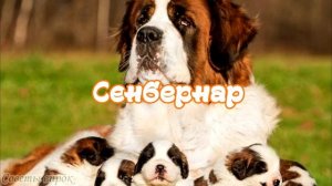 ➤ Самые преданные породы собак  ➤ Преданность собаки ➤ Топ самых преданных: животных