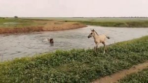 Башкирские лошади