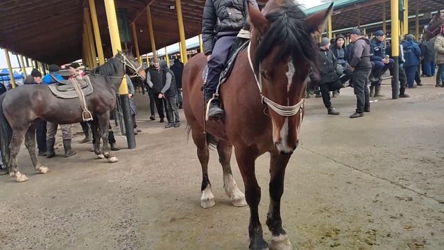 Ташкент Мал базар, Плотина мол бозор, Узбекистан бағалары.