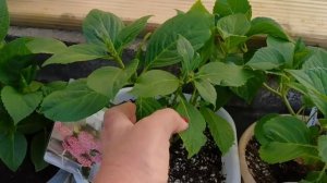 Гортензия с почти чёрными цветами- уникальный сорт и еще много новинок в моей коллекции