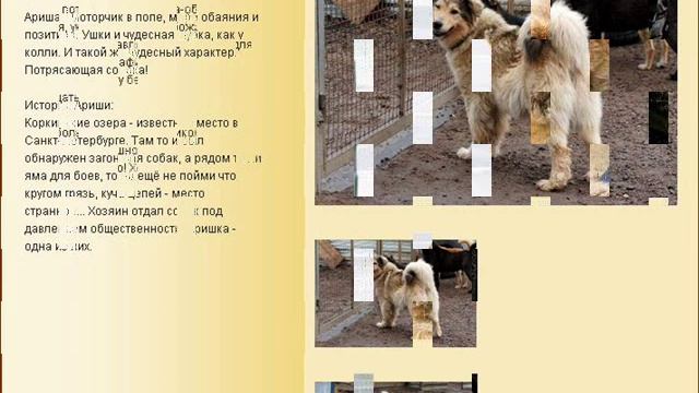 ПРИЮТ ДЛЯ СОБАК "ИЛЬИНКА" В СПБ - SOS!!! смотреть онлайн