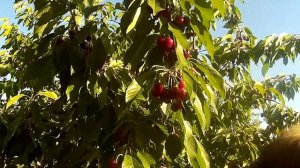 Урожай черешни, борьба с птицами и кто нам помогает.