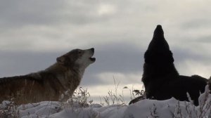 Всем дальнобойщикам посвящается Сергей Одинцов - Недолгий рейс
