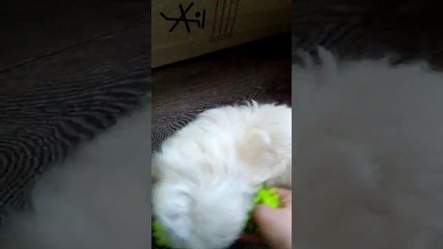 Мальтипу играет