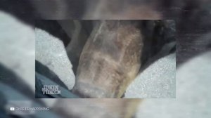 Пугающие Встречи с Медведями, Снятые на Камеру