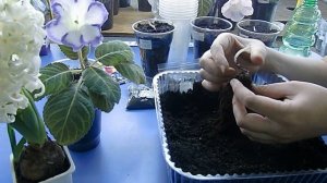 ?Переросшие клубни глоксиний, посадка !!! Сильно длинные ростки ?How to grow gloxinia part №13
