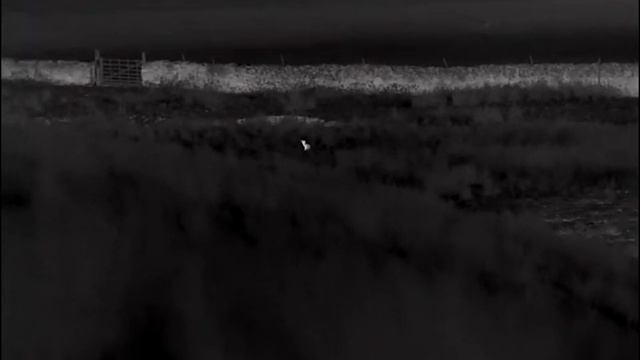 Pulsar Helion 2 XP50 Pro. Two badgers and a fox. смотреть онлайн