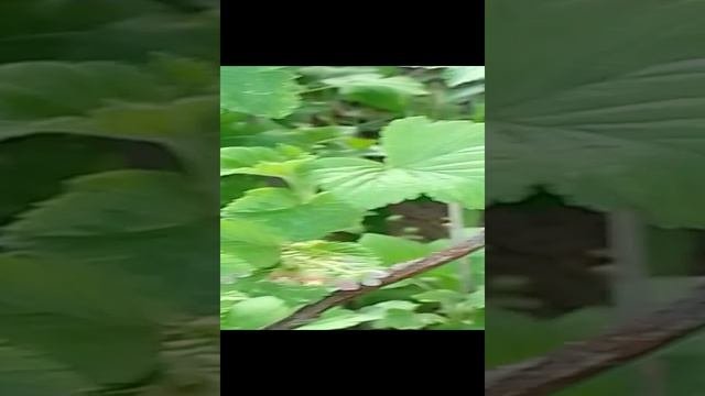 лето