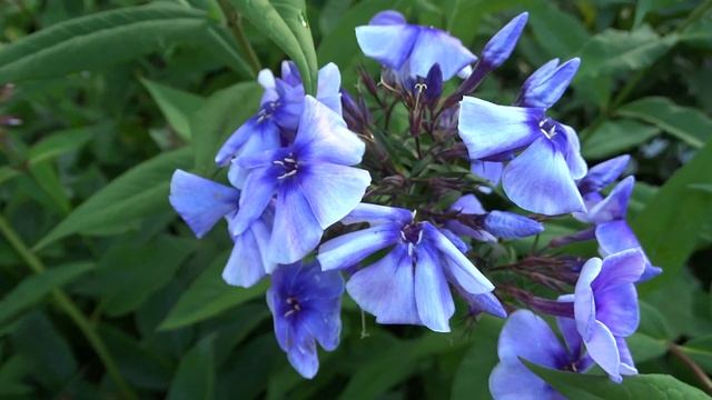 Флокс метельчатый ‘Алексей Ленский’ (Phlox paniculata ‘Alexej Lenskij’) – Е.А.Константинова, 2010 г смотреть онлайн