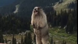 А-а-а