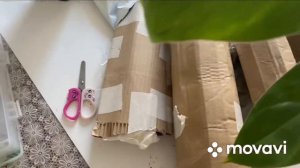 Распаковка моей первой посылки с цветами/цветы почтой/Комнатные цветы