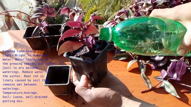 How to grow Tradescantia Zebrina from cutting (Jew Plants) смотреть онлайн