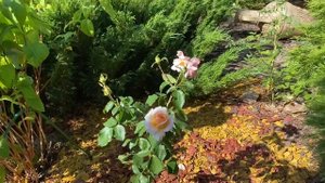 Шок от Гжели, цветущий сад  Маринессы.