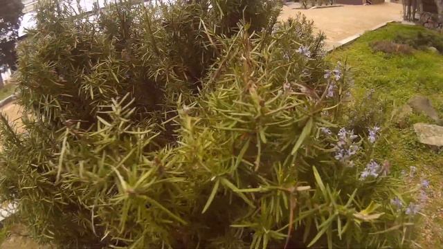 Цветущие деревья и кустарники в мартовском Новом Свете. 2022г.