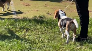 ШЕРЛОК ВЛЮБИЛСЯ. НЕЗНАКОМКА на ВЫСТАВКЕ. Брос Шоу ПЕТ