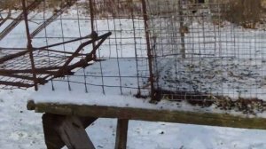 Ловушка для ястреба-перепелятника