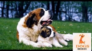 All Information About Saint Bernard Dog 🐕/Popular Dog.