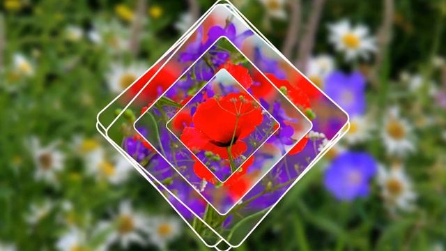 Полевые цветы смотреть онлайн