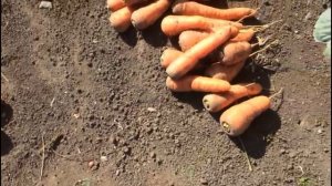 Все секреты правильной уборки моркови