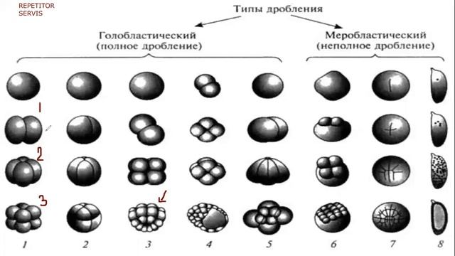 Биология. Тема. Онтогенез,Эмбриональное развитие смотреть онлайн