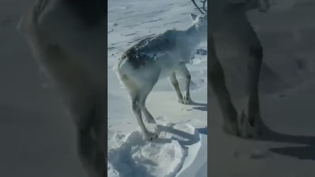 КАК СПЯТ ОЛЕНИ В ТУНДРЕ ЗИМОЙ