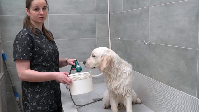 КАК МЫТЬ ЗОЛОТИСТОГО РЕТРИВЕРА. РЕГУЛЯРНЫЙ ГРУМИНГ / Grooming for Golden retriever