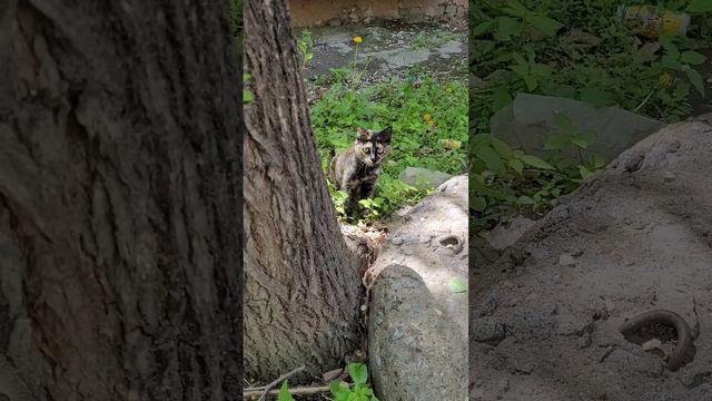 коты из общежития