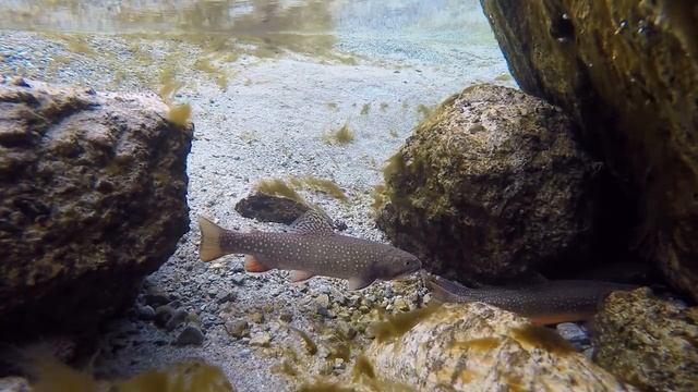 Bachsaiblinge / Brook Trout / Salvelinus fontinalis Schweiz смотреть онлайн