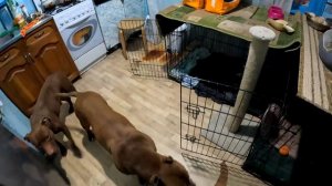 Полный движ в питомнике Dragon Life / Работаем на покладая рук. Питбули ждут свободы. Кормежка банд