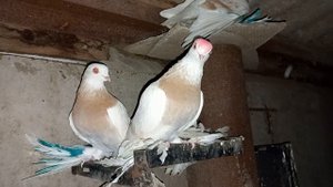 Азиатская порода голубей / Asian Pigeon breed