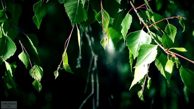 Birch Leaves / Bétula / Листья Березы